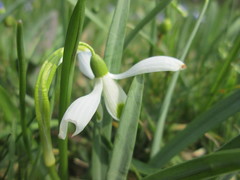 Galanthus nivalis