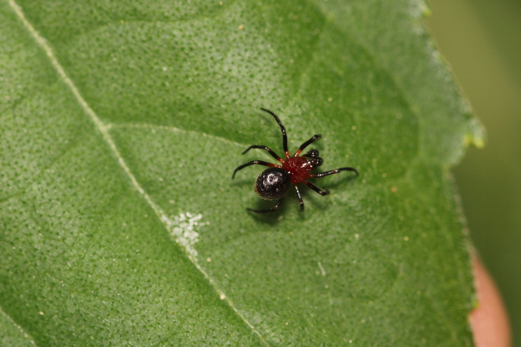 Pinocchio Cobweb Spider