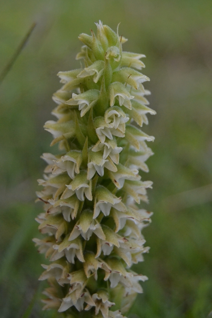 Skeptrostachys paraguayensis