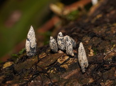 Xylaria castorea