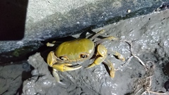 Nanhaipotamon formosanum