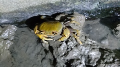 Nanhaipotamon formosanum