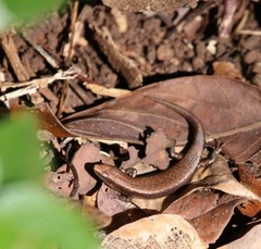 Southern Rainforest Sunskink photo 3