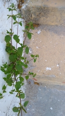 Urtica membranacea
