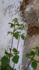 Urtica membranacea