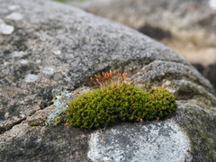 Ptychomitrium polyphyllum
