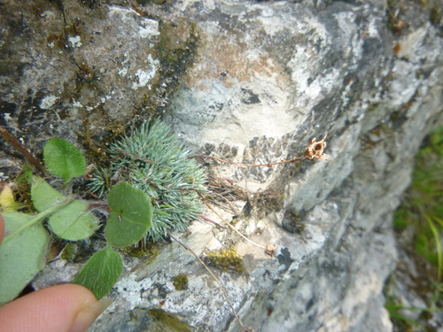 Image of Saxifraga burseriana by no rights reserved