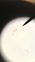 Meuniera membranacea