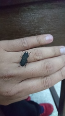 Velutinodorcus carinulatus