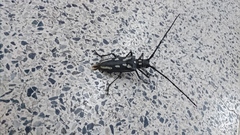 Batocera lineolata