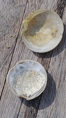 Dosinia exoleta