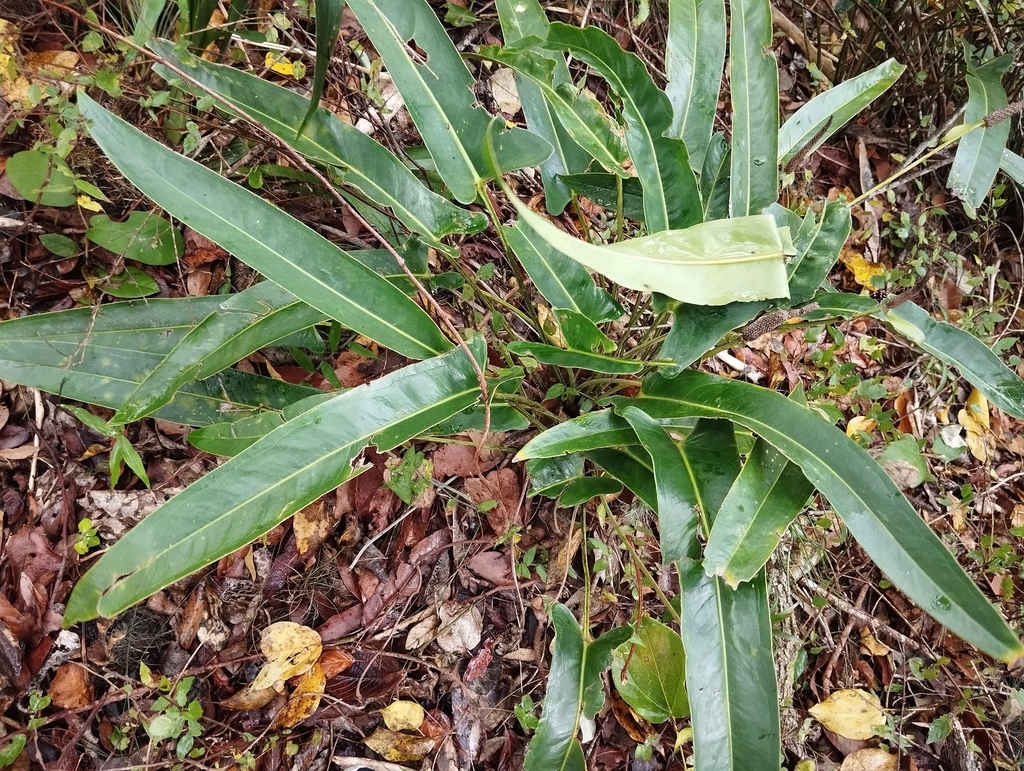 Anthurium seleri Engl. 3