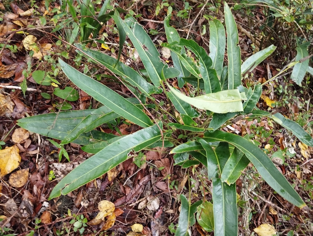 Anthurium seleri Engl. 4