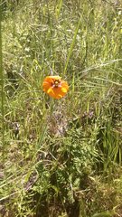 Papaver heterophyllum