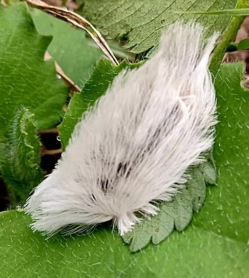Podila Insect Podalia from cali on December 6, 2023 at 11:03 AM by Alejandro Lopez ...