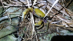 Nanhaipotamon formosanum