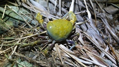 Nanhaipotamon formosanum