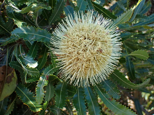 Image of Banksia aemula by (c) Milan Chytrý, some rights reserved (CC BY)