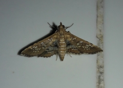 Sameodes cancellalis