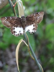 Tagiades menaka