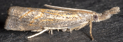 Neodactria