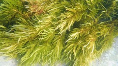Phyllospora comosa