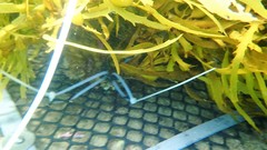 Phyllospora comosa