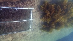 Phyllospora comosa