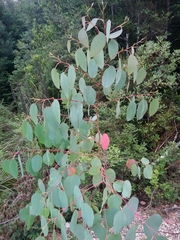 Eucalyptus delegatensis