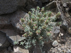 Teucrium stocksianum
