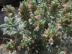 Teucrium stocksianum