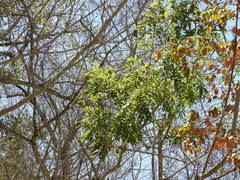 Thouinidium decandrum