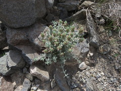 Teucrium stocksianum