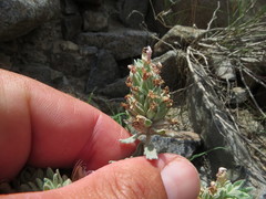 Teucrium stocksianum