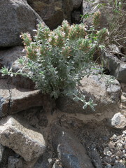 Teucrium stocksianum