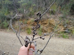 Eucalyptus nitida