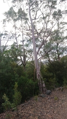 Eucalyptus nitida