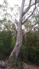 Eucalyptus nitida