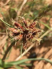 Cyperus usitatus