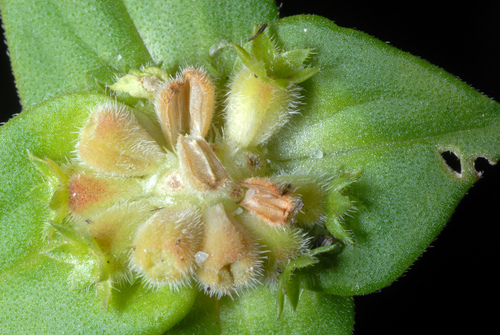 Richardia brasiliensis