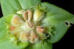 Poaia-branca (Richardia brasiliensis)