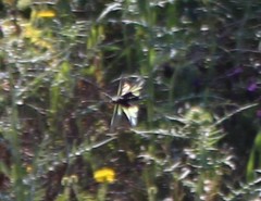 Libelloides coccajus