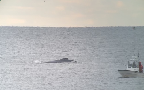 Humpback Whale photographed in New York