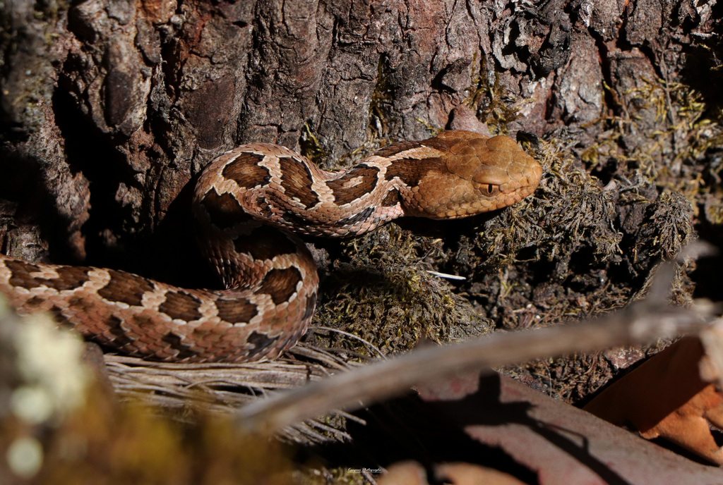 Mexican Pygmy Rattlesnake from Distrito Federal, MX on December 1, 2023 ...