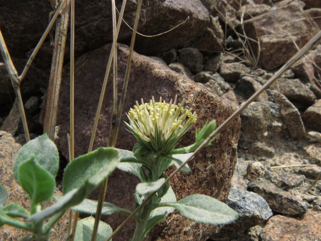 Dicoma schimperi