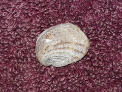 Bostrycapulus pritzkeri