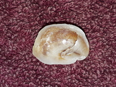 Bostrycapulus pritzkeri