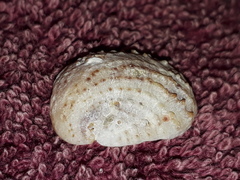 Bostrycapulus pritzkeri