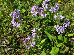 Phlox divaricata laphamii