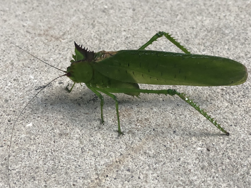 Nicklephyllum